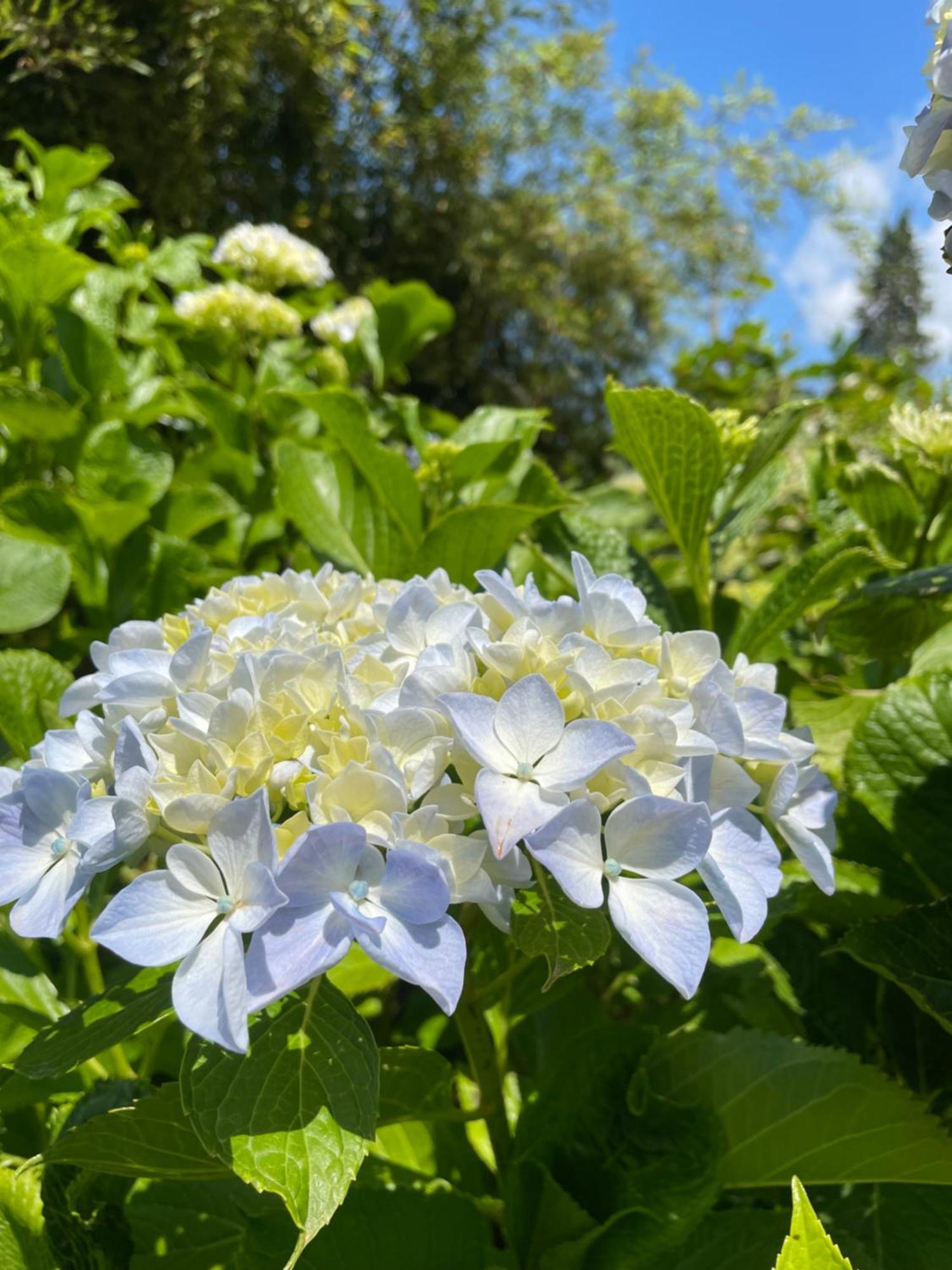 B&B Villa Giardini Susanna Gattico 외부 사진